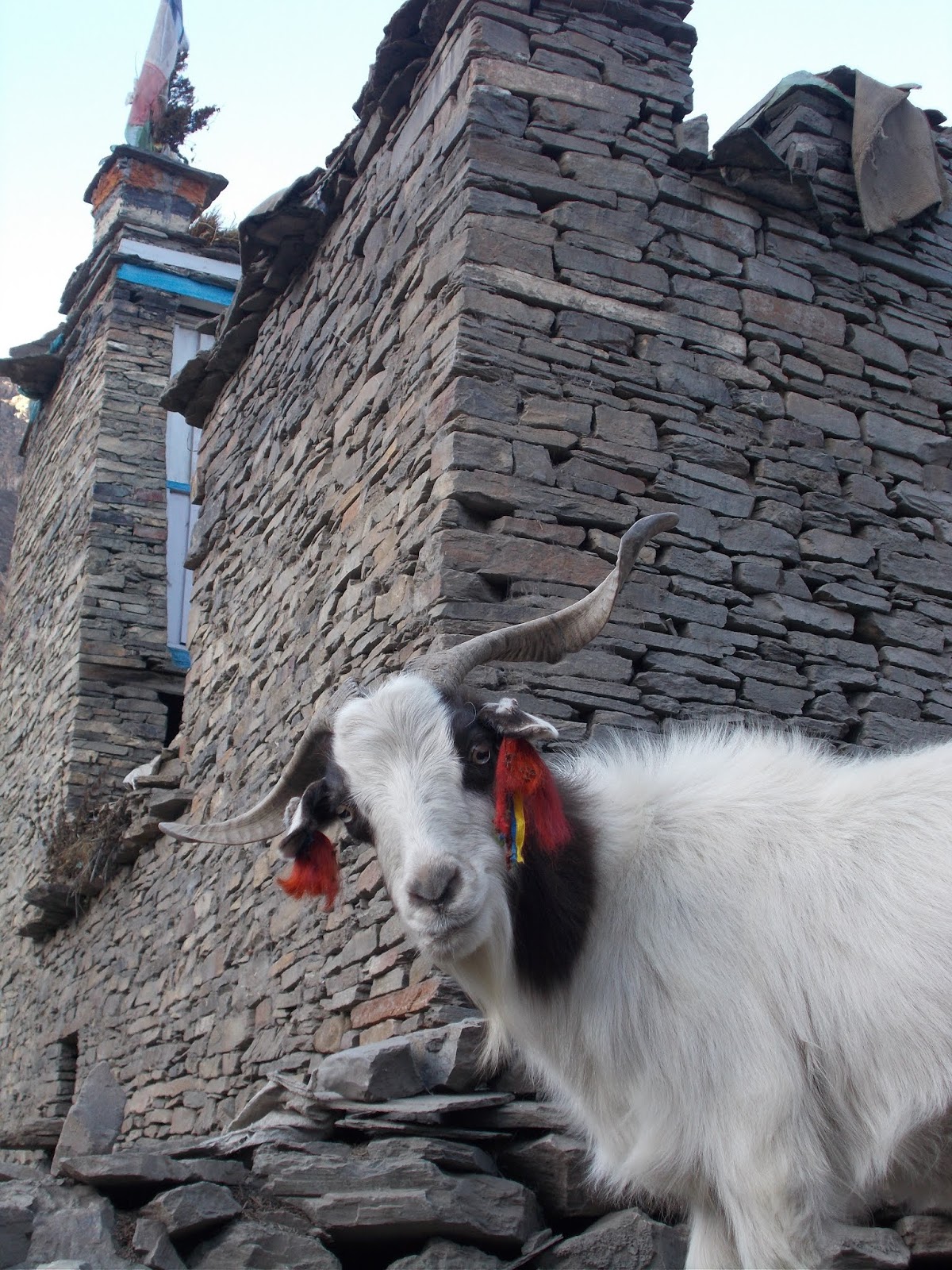 Вокруг Манаслу, долина Цум, Нар-Пу. Непал 2017.