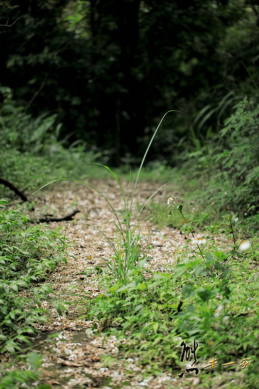 鳥瞰桃園盆地景點|五十份山登山步道