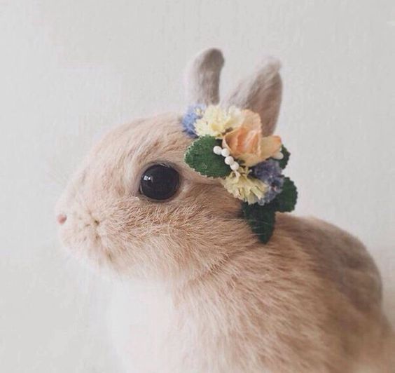 "10 pytań do... " - Q&A do Bunny - czyli rzeczy których o mnie nie wiecie i kilka słów o mnie.