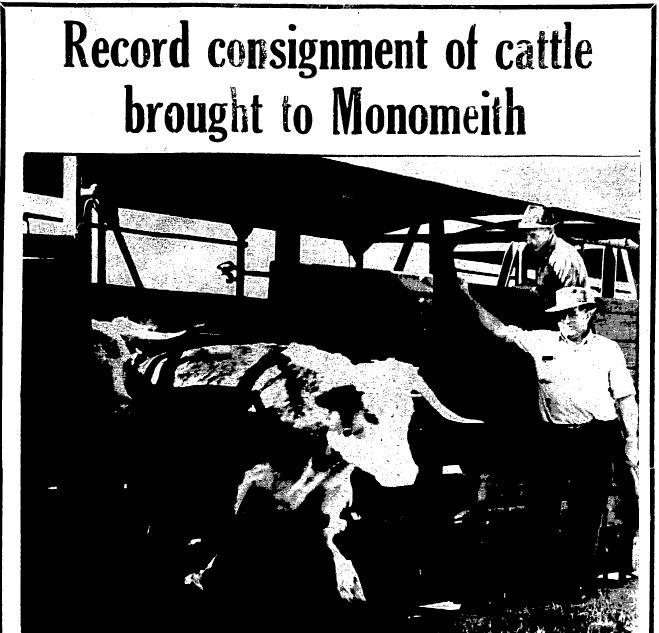 Koo Wee Rup Swamp History Record consignment of cattle brought to