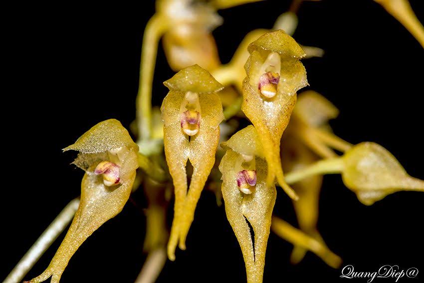 Bulbophyllum psychoon