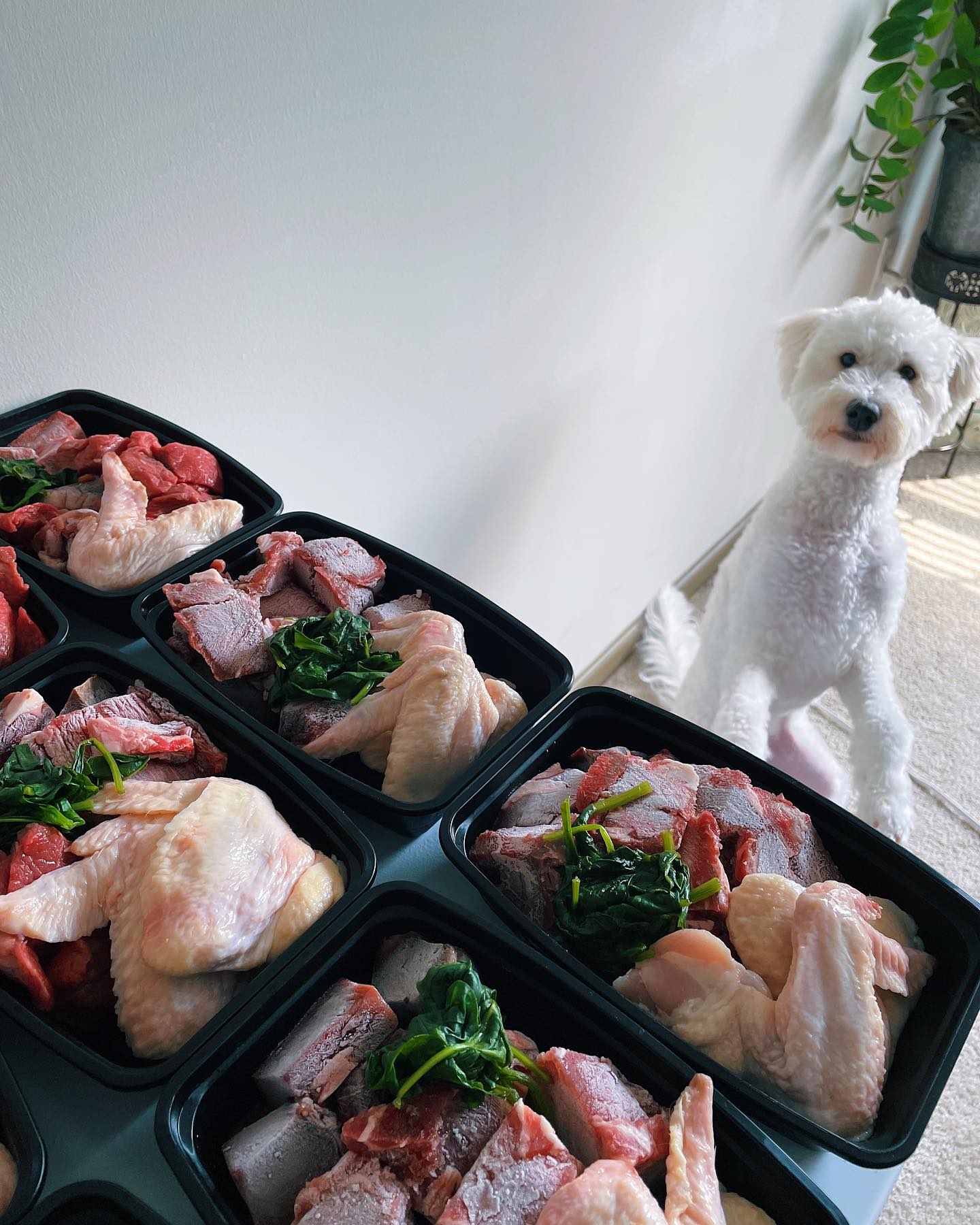 sassy poodle watches mom meal prep
