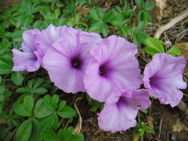 زهرة ست الحسن زهرة ست الحسن