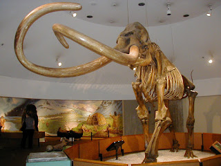 Mammuthus columbi iskeleti