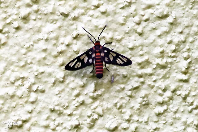 Insect on the wall, Birding during Eid-Adha Holiday