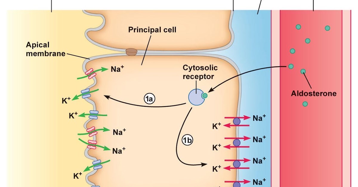 익명의 블로그 MRP2 (Multidrug resistanceassociated protein 2) 공부하기