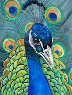 peacock images