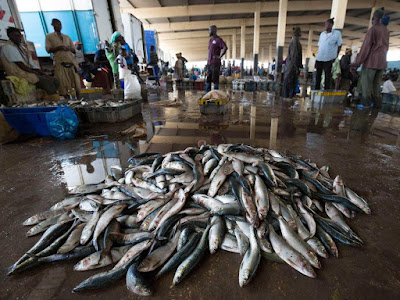 Image result for Customs destroys N20m smuggled Fish, Soap in Borno