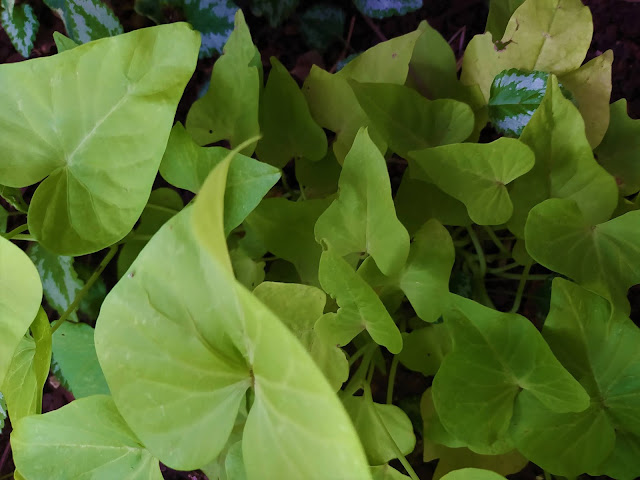 Ipomea o batata ornamental (Ipomoea batatas var. "Margarita").