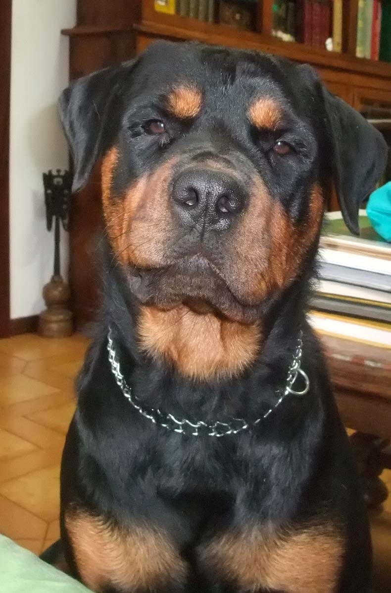 Rottweiler feroce? Ma no!