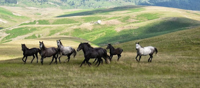 Τα άγρια άλογα του Ολύμπου - Απόγονοι του Βουκεφάλα  
