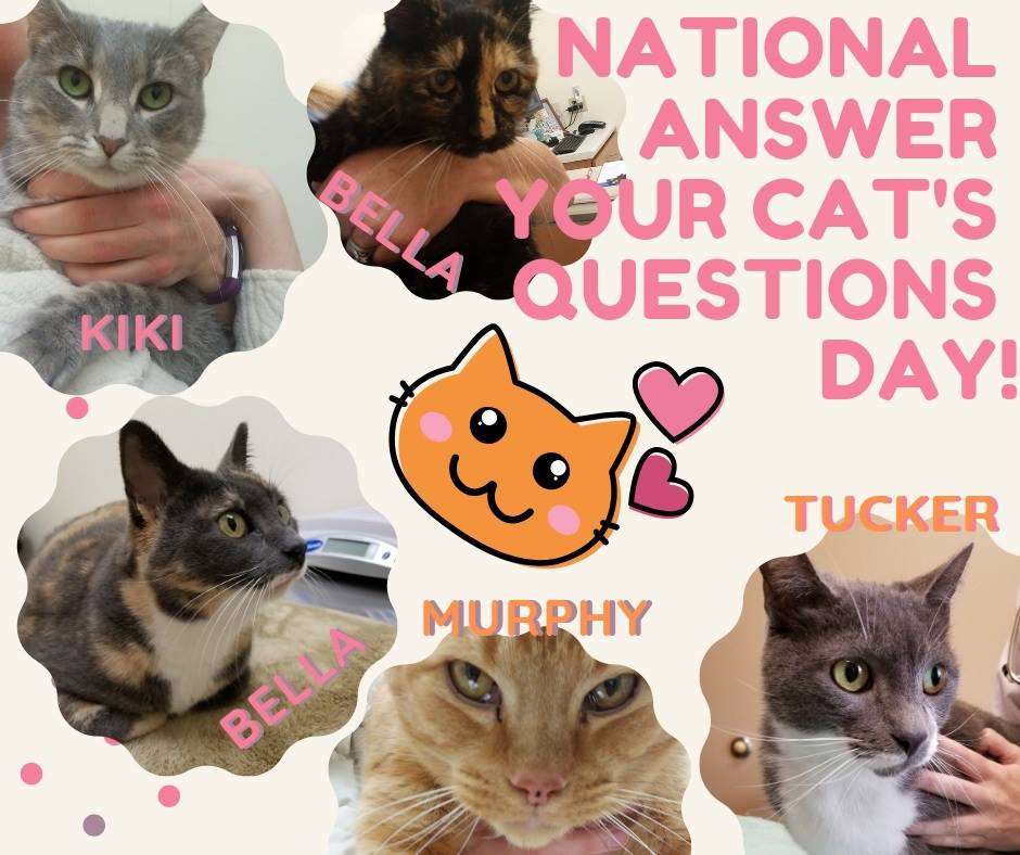 National Answer Your Cat's Questions Day Wishes Pics