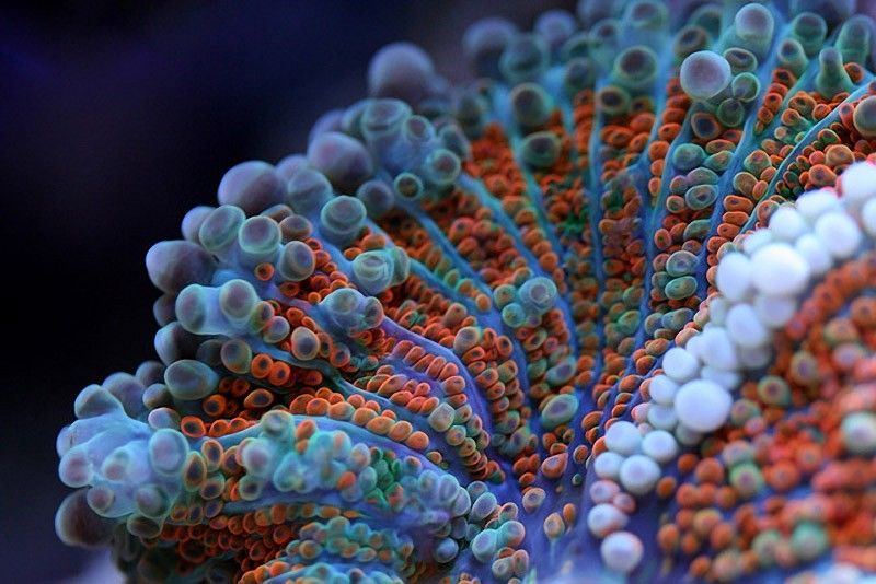 Cool FunPedia Amazing Closeup Coral