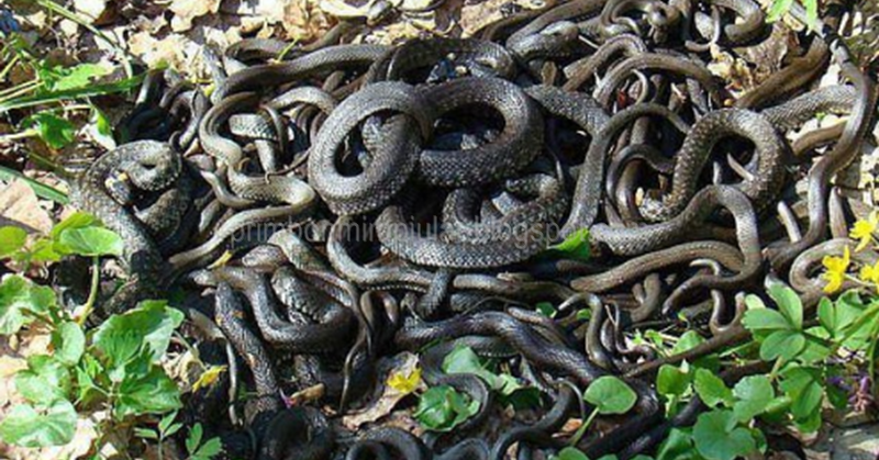 99 Arti Mimpi Ada Banyak Ular Kecil Dan Besar Di Halaman Rumah Menurut Primbon Jawa Dan Tafsir Islam Mimpi Ular