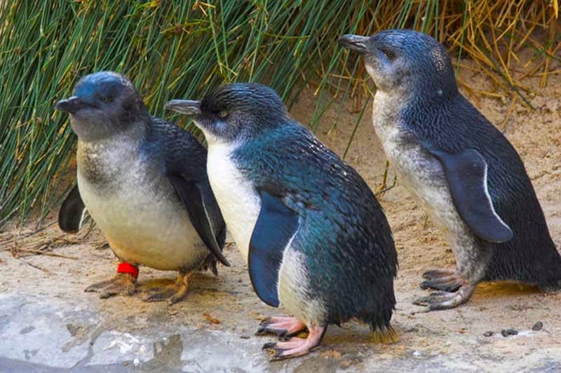 ALAN FROM AUSTRALIA: Penguins in Sydney?
