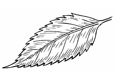 Line Drawing :: Clip Art :: Leaf