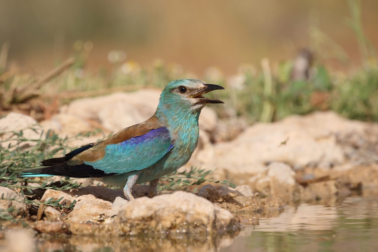 Aves Ibericas Tiempo de Carracas, primavera 2019