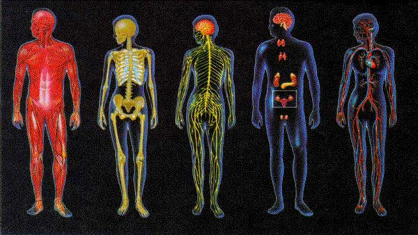 حقائق غريبة عن جسم الإنسان