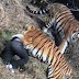 Video Ngeri Pengunjung Zoo Maut Dibaham Harimau!