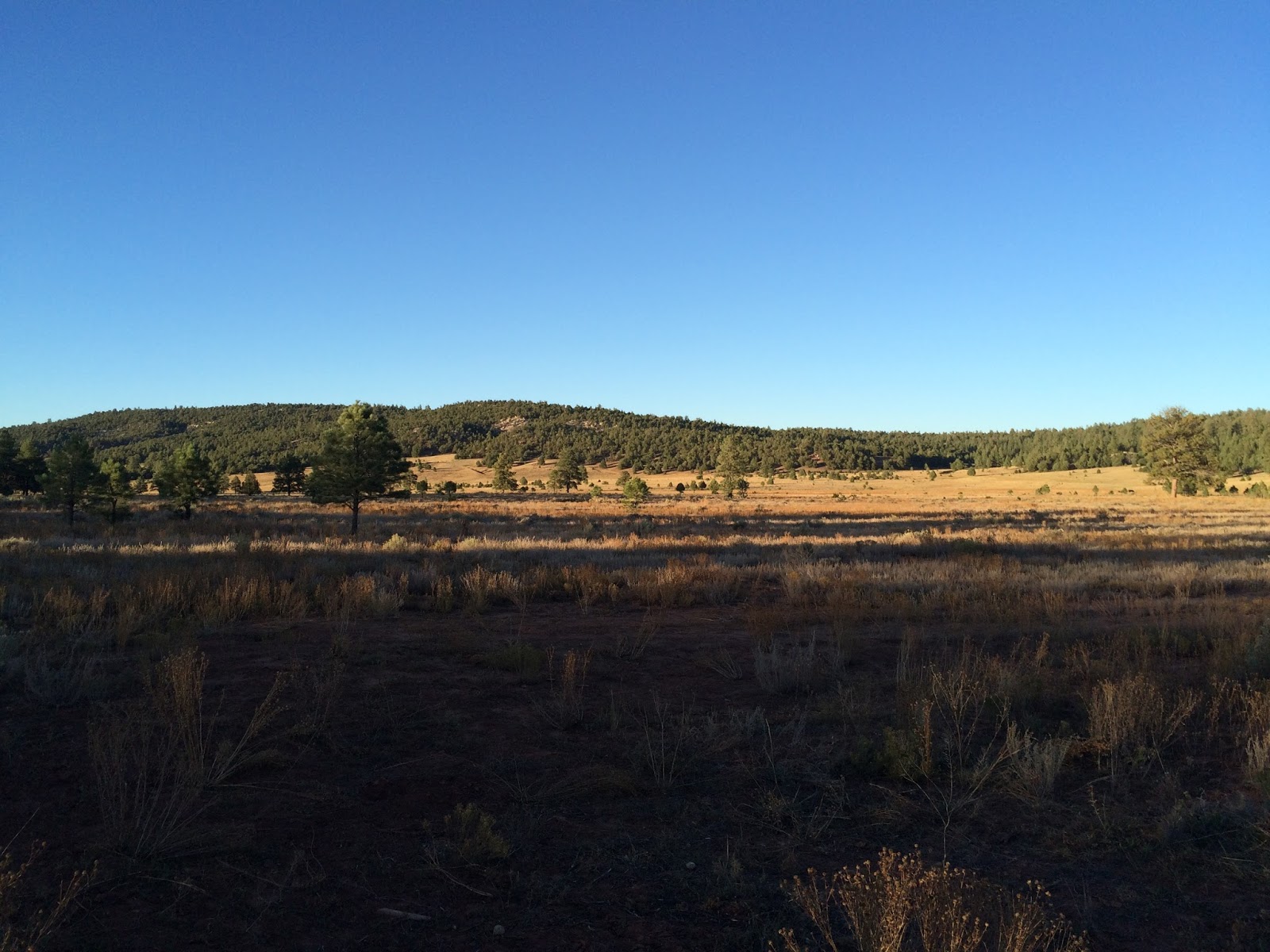 Mountain Biking the Zuni Mountains