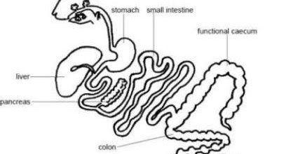 Vet in Pakistan: Digestive System of Rabbits