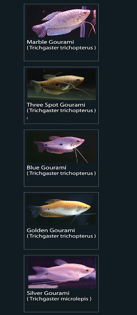 Three spot gourami (trichgaster trichopterus)  22 Blue gourami (Trichgaster trichopterus)  23 Golden gourami (Trichgaster trichopterus)  24 silver gourami (trichgaster microlepis)