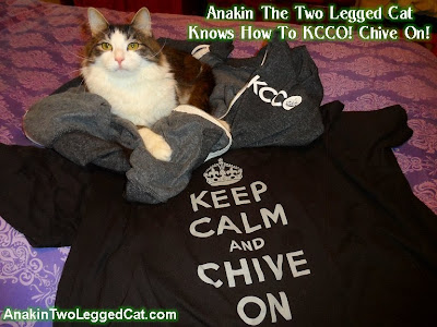 Anakin The Two Legged Cat, KCCO Chive On! theChive