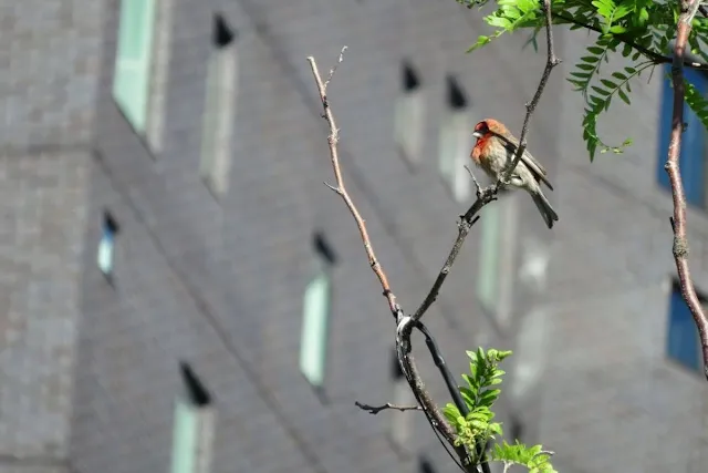 Bird on the High Line Trail in Manhattan