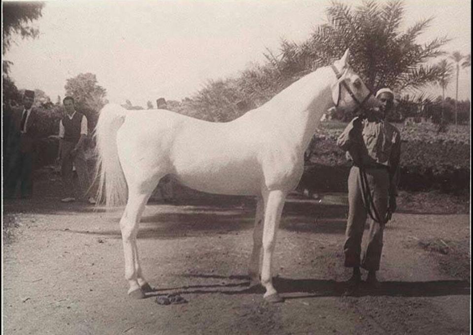أجمل الخيول العربية الأصيلة في مصر بالأسماء والصور