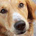 Bilheteria EUA: Filme que teve cachorro maltratado estreia em 2° nas bilheterias