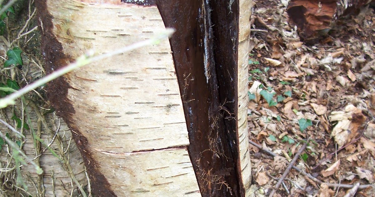BUZZARD BUSHCRAFT Making Birch Bark Oil