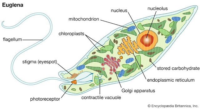 Euglena sp. merupakan protista autotrof dan memiliki nukleus, mitokondria, serta kloroplas