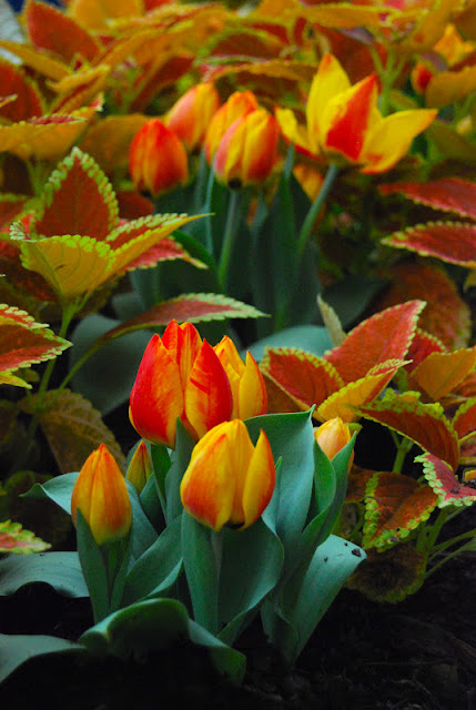 Tulip 'Flair' with Coleus 'Rustic Orange'
