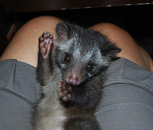 List 28+ Stock Photos show me a picture of a civet cat Completed