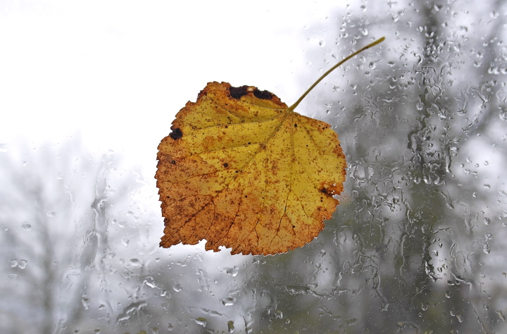 Metody na niepogody - Żółty jesienny liść na mokrej szybie