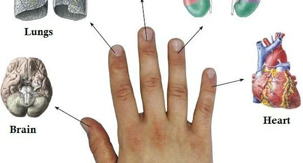 SO HOW TO HEAL THE DISEASE IN 5 MINUTES WITH THE RELATIONSHIP OF 2 BODY ORGANS EVERY FINGER
