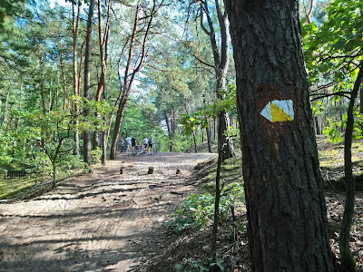 Droga przez las ku polanie turystycznej