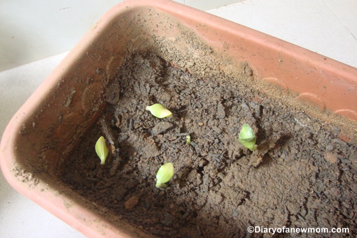 Planting Pumpkin seeds