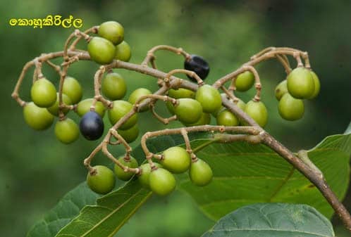 වනාන්තරෙන් ලැබෙන ශක්තිය ලබාදෙන පලතුරු (Fruits That Provide Energy) - Your Choice Way