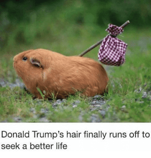Funny Best Meme About Trump Hair Farm Running Away