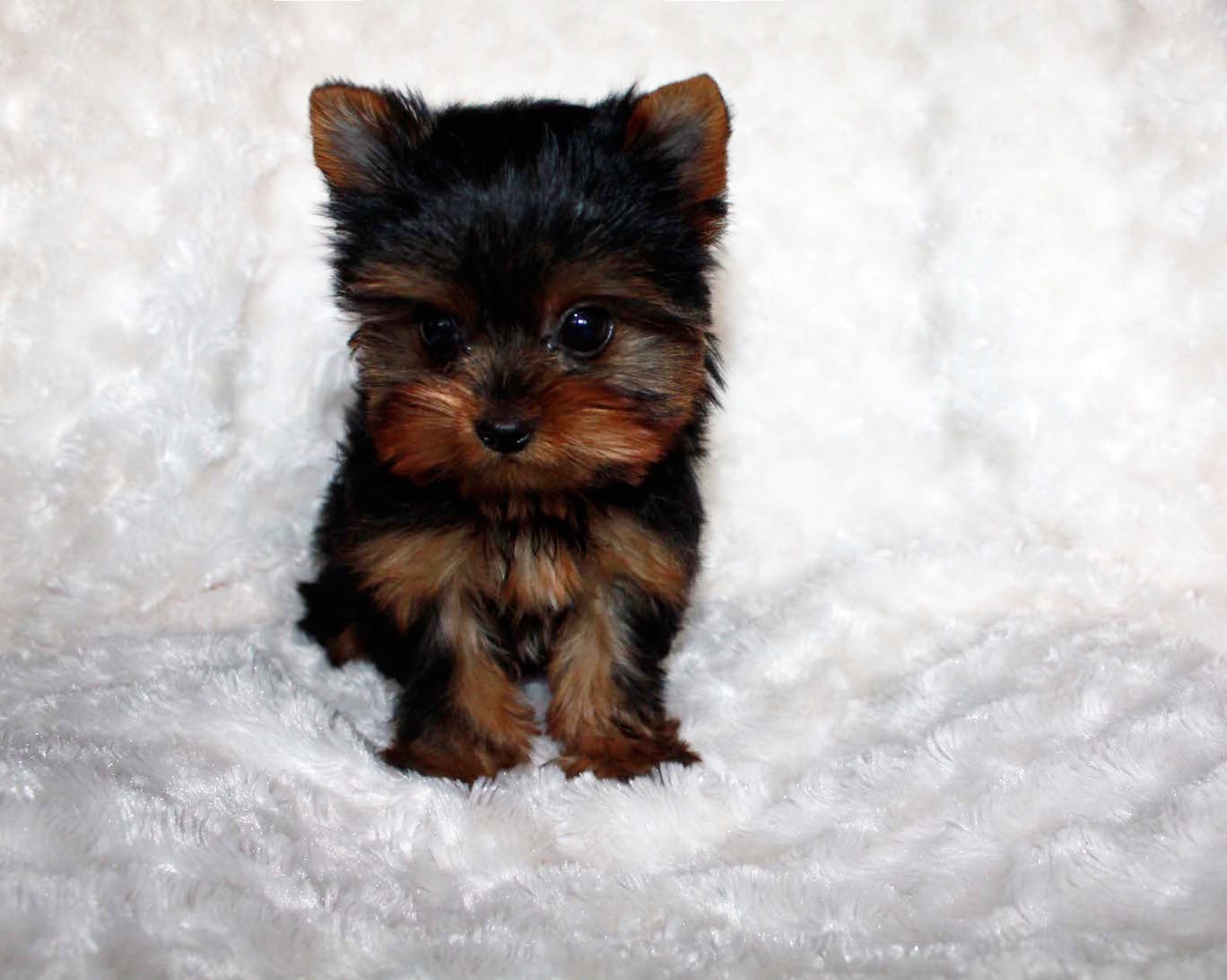 TEACUP YORKIE AND MORKIE PUPPIES FOR SALE Teacup Puppy Home Teacup