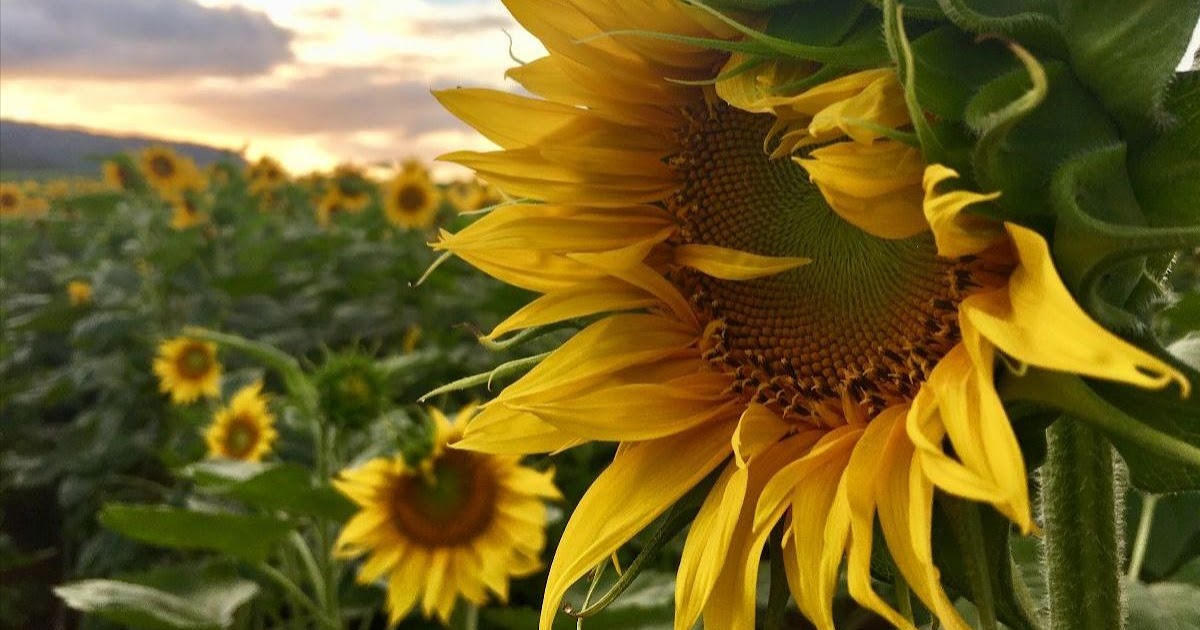 Hawaii Mom Blog Sunflowers are Blooming on Oahu's North Shore!