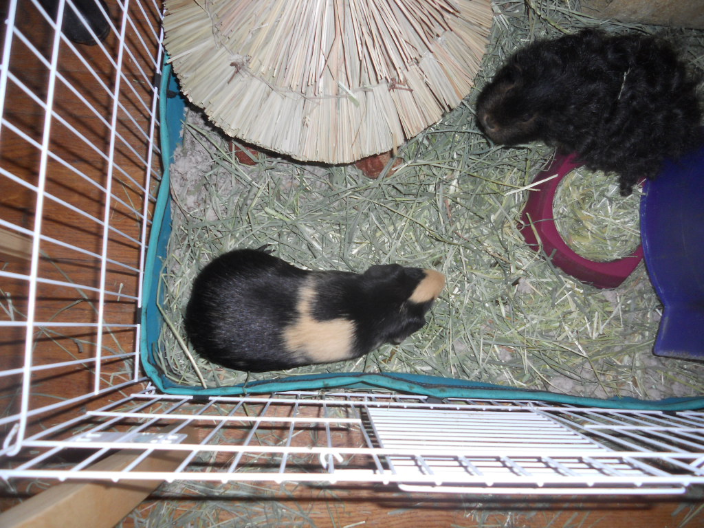 Cavy Savvy A Guinea Pig Blog Toys for Guinea Pigs Paper Bags