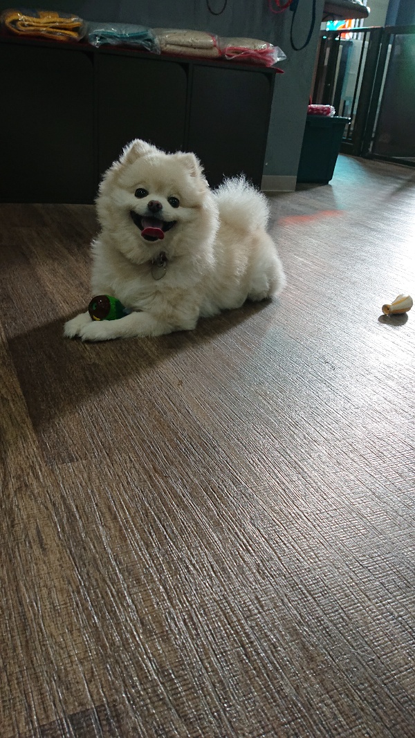 静岡市のペット美容室とペットホテルならペットサロンパンダ トリミングなら任せて安心 ポメ子ちゃん