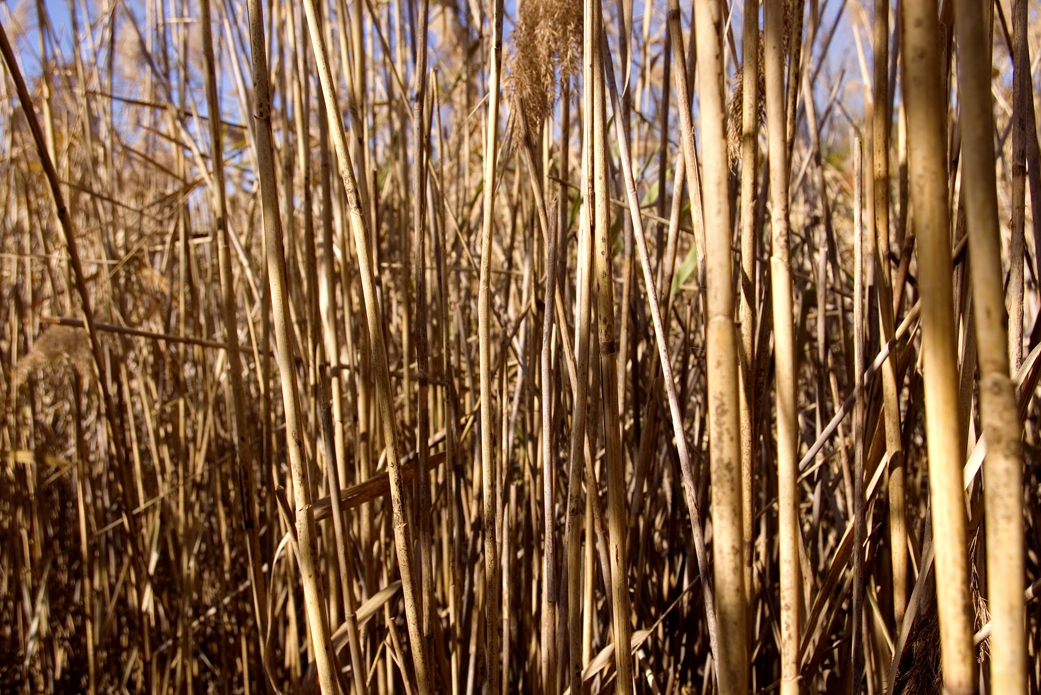 NEW SAVANNA Three views of grass ZOOM