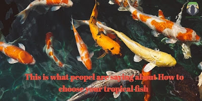 This is what People Are Saying About How To Choose Your Tropical Fish This is what People Are Saying About How To Choose Your Tropical Fish