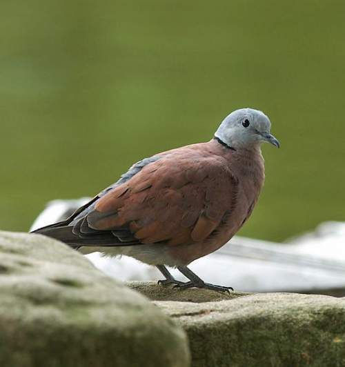 Birds of India - Photo of Red turtle dove - Streptopelia tranquebarica