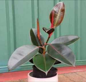 How To Rubber Plant