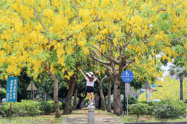 台中南區|2019興大路綠園道阿勃勒|黃金阿勃勒大道|散步賞黃金雨 台中南區|2019興大路綠園道阿勃勒|黃金阿勃勒大道|散步賞黃金雨