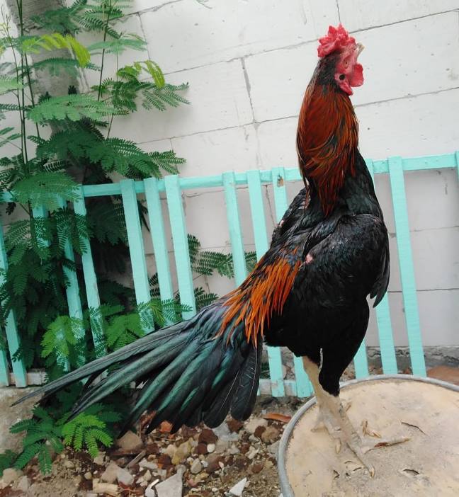 8 Jenis Ayam Aduan Terbaik Dan Terkuat Paling Dicari Caracari 8 Jenis Ayam Aduan Terbaik Dan Terkuat Paling Dicari Caracari